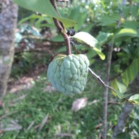 Annona squamosa L.